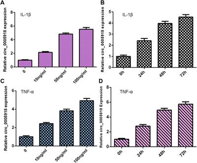 Circ_0005918 Sponges miR-622 to Aggravate Intervertebral Disc Degeneration